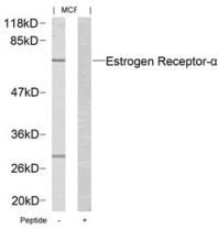 ESR1 Antibody