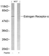 ESR1 Antibody