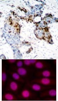 ESR1 Antibody