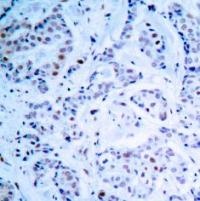 ESR1 Antibody