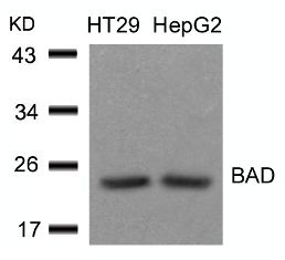 BAD Antibody