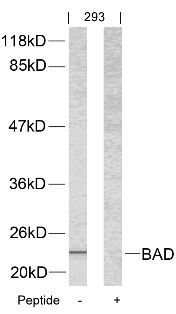 BAD Antibody