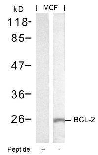 BCL2 Antibody