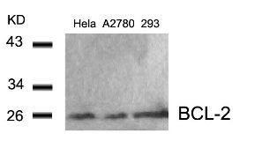 BCL2 Antibody