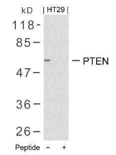 PTEN Antibody