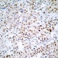 CREB1 Antibody