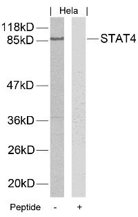 STAT4 Antibody