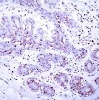 STAT4 Antibody