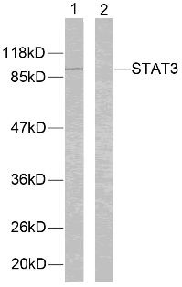 STAT3 Antibody