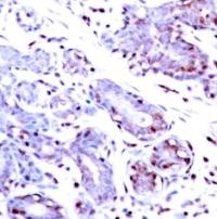 STAT1 (Ab 701) Antibody