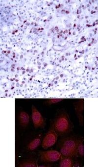 GATA1 Antibody