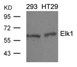 ELK1 Antibody