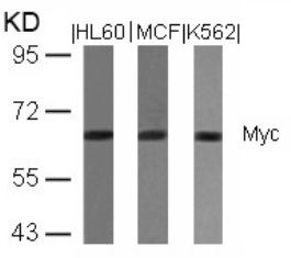 MYC Antibody