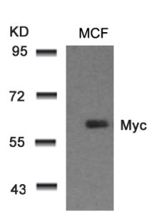 MYC Antibody