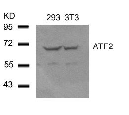 ATF2 Antibody