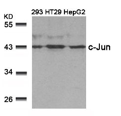 JUN Antibody