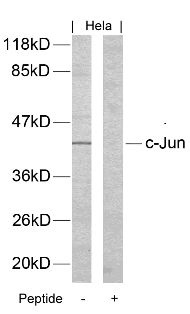 JUN Antibody