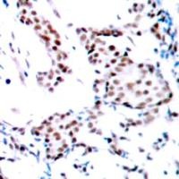 JUN Antibody