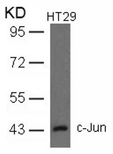 JUN Antibody