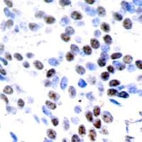 JUN Antibody