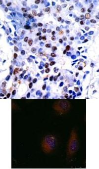 JUN Antibody