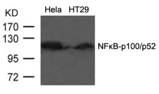 NFKB2 Antibody