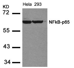 RELA Antibody