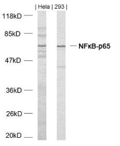 RELA Antibody