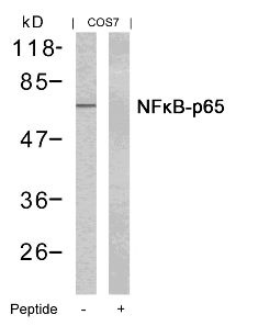 RELA Antibody