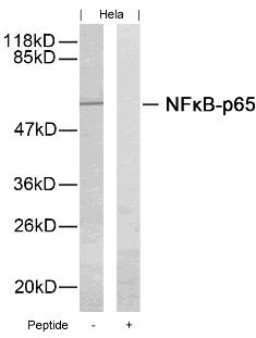 RELA Antibody