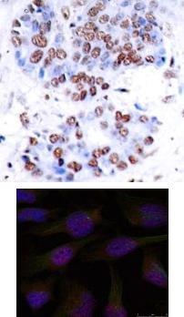 RELA Antibody