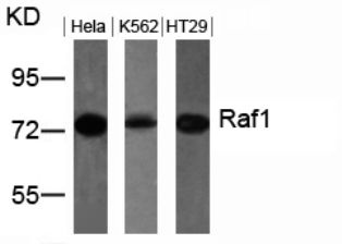 RAF1 Antibody