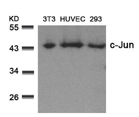 JUN Antibody