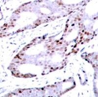 JUN Antibody