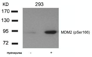 MDM2 Antibody