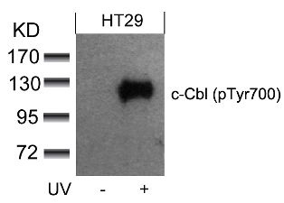 CBL Antibody