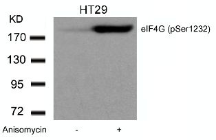 eIF4G (phospho Ser1232) Antibody