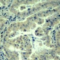eIF4G (phospho Ser1232) Antibody