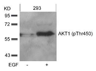 AKT1 Antibody