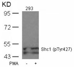SHC1 Antibody