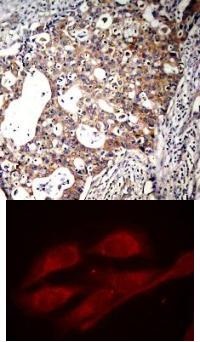 SHC1 Antibody