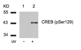CREB1 Antibody
