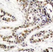 CREB1 Antibody