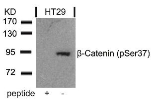 CTNNB1 Antibody