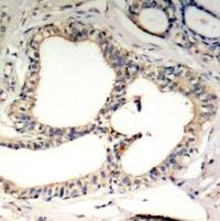 NFKBIE Antibody