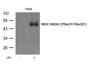 MEK1 / MEK2 (phospho Ser217 / Ser221) Antibody