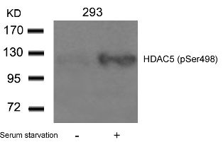 HDAC5 (phospho Ser498) Antibody
