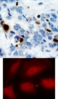 Histone H3.1 (phospho Ser10) Antibody