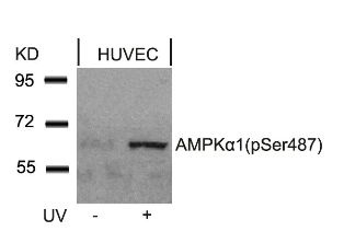 PRKAA1 Antibody