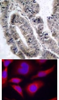 PRKAA1 Antibody